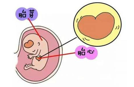 潍坊捐卵：试管婴儿移植6周后无胚胎芽，建议调理身体后再次移植。
